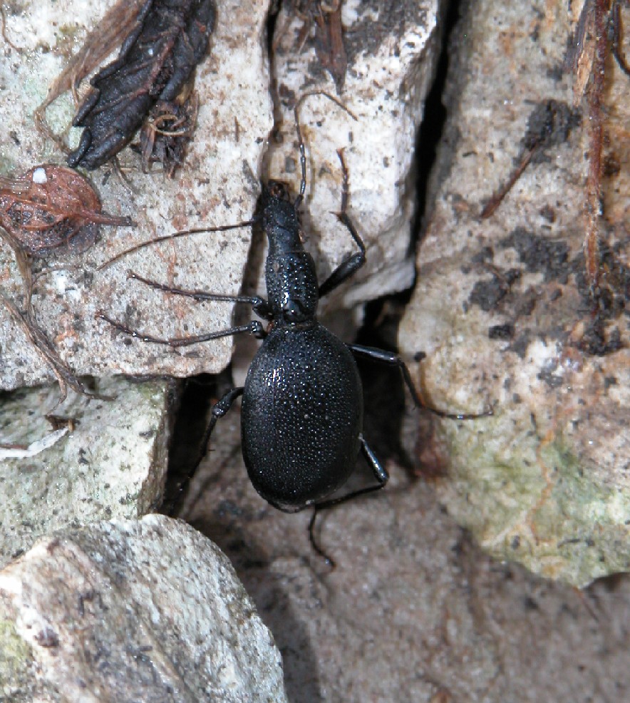 Cychrus - Predatore di chiocciole e prede